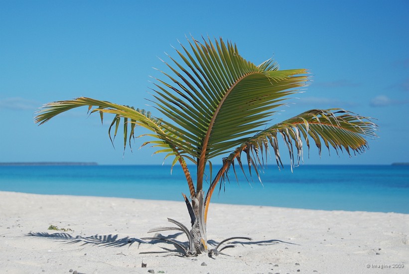 57- Jeune cocotier sur la plage.JPG